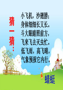 王晓琳《蜻蜓飞飞》课件