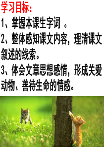 部编版(人教版)公开课《猫》