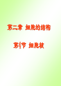 细胞核-课件