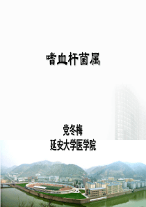 嗜血杆菌属