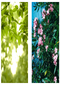 夏天里的成长