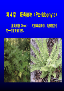 12蕨类植物共64页