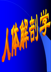 人体解剖学—骨汇总