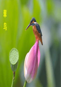 15-搭船的鸟