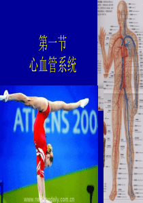 心血管系统