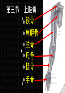 上肢骨及连接