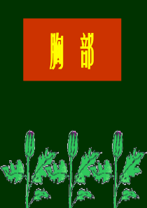 局解胸部精品