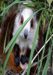 13《寒号鸟》PPT课件