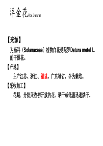 洋金花