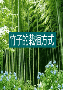 竹子的栽植方式