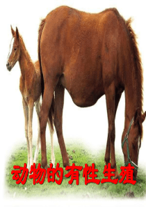 动物的生殖和发育