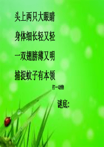 《小蜻蜓》音乐课件