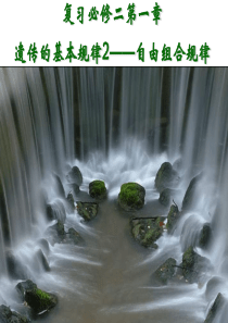 高三一轮复习：基因自由组合规律