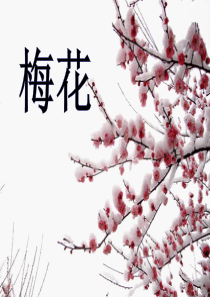《梅花》ppt课件