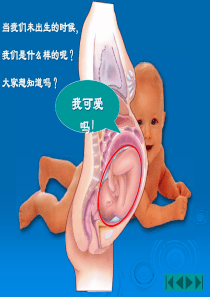 早期妊娠诊断