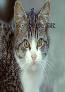 2016年人教版七年级语文上册第17课《猫》课件