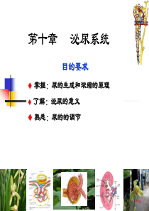10----泌尿系统