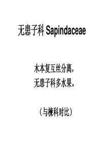 最新2019-被子植物23无患子科槭科-PPT课件