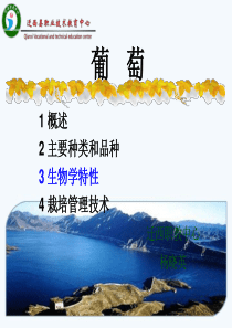 葡萄课件