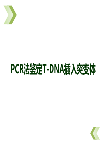 PCR法鉴定T-DNA插入突变体1