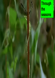 牛津译林2013Unit7-Seasons-Welcome