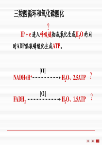 第06章生物氧化2019-2019-1