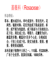 12-蔷薇科