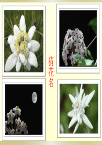 《雪绒花》课件