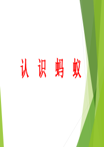 幼儿园蚂蚁教学-认识蚂蚁-蚂蚁分类-2013PPT