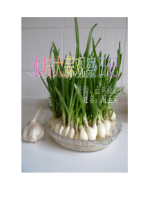 水培大蒜观察日记