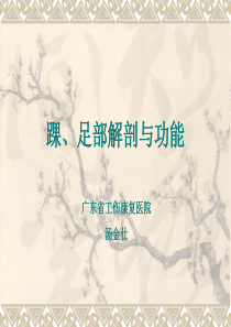 踝、足部解剖与功能