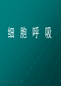 生物：5.3《ATP的主要来源细胞呼吸》课件4(新人教版必修1)