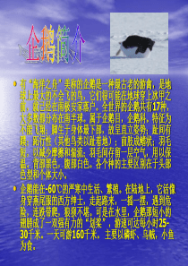 企鹅介绍