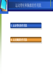 4运动脊柱的作用肌(精)