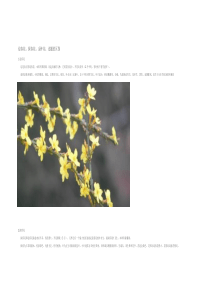 迎春花探春花金钟花连翘的区别(多图)