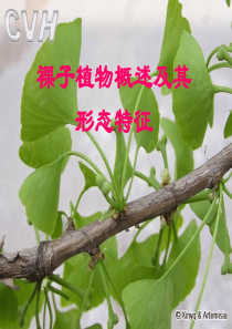 药用植物学-广州中医药大学药用植物学课件-裸子植物概述及其形态特征.