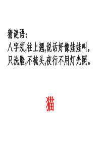 《猫》课件ppt