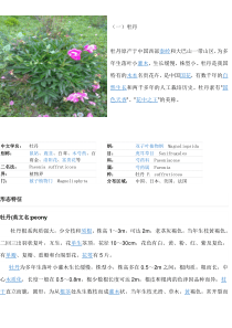 被子植物门