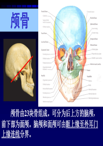 解剖学之颅骨.