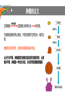 肿瘤及化疗基础知识.