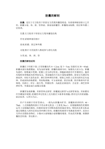 胆囊的解剖