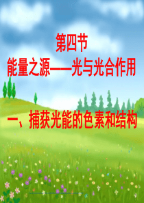 苏教版光合作用