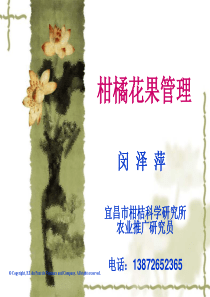 柑桔保花保果