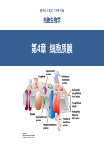 细胞生物学翟中和编第4章细胞质膜