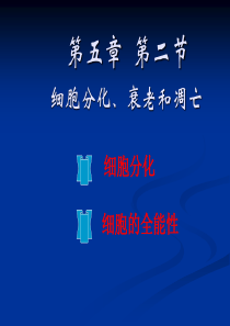 细胞的分化(公开课).