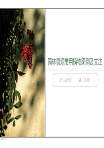 (精品)园林景观常用植物图例及文注