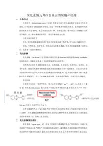 荧光素酶及其报告基因的应用和检测