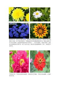 菊花的作用