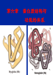 第六章蛋白质结构与功能的关系(应化所)