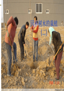 园林树木的栽植(二)